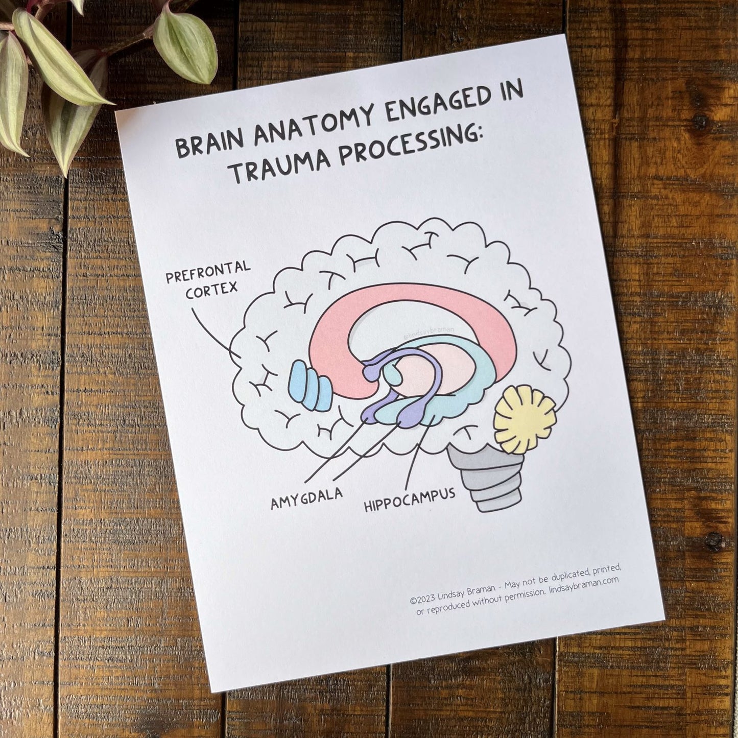 Printable PDF Download: Learning About the Brain | A Brain Anatomy Worksheet Set