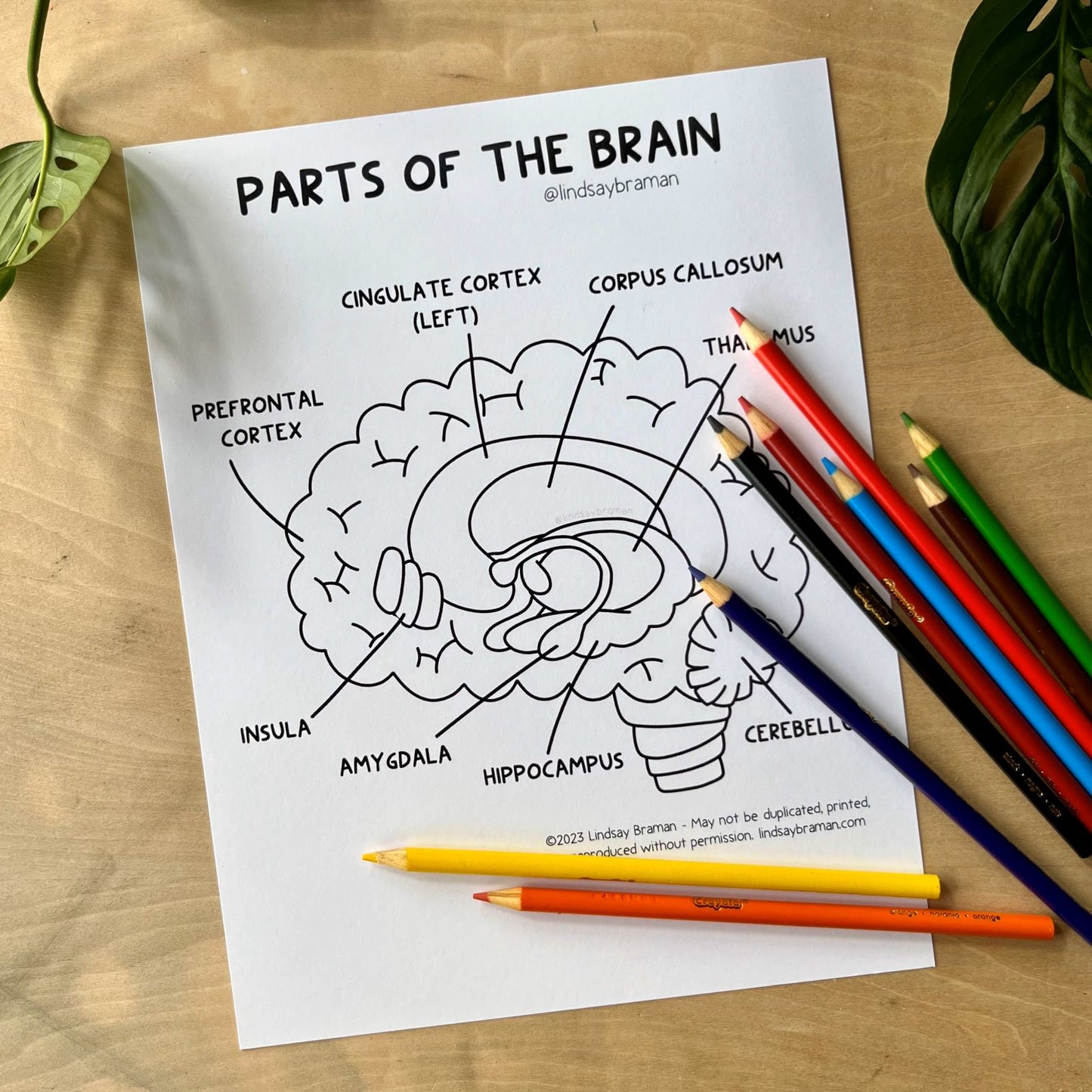 Printable PDF Download: Learning About the Brain | A Brain Anatomy Worksheet Set