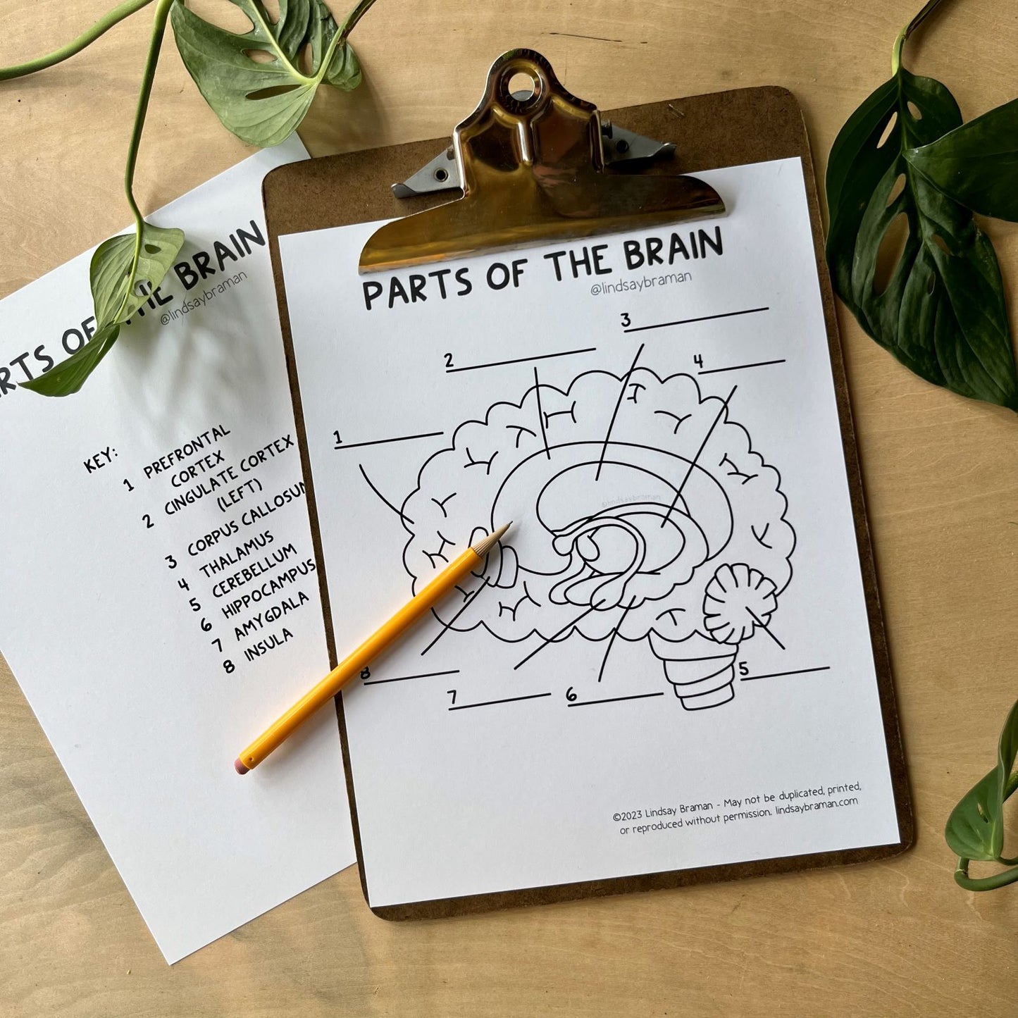 Printable PDF Download: Learning About the Brain | A Brain Anatomy Worksheet Set